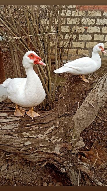 Digər heyvanlar: Salam Cütü 55 Fere 10 güne yumurtaycag erkeyin 3 kilo eti Var ünvan lalafo.az -da Digər heyvanlar: Salam Cütü 55 Fere 10 güne yumurtaycag erkeyin 3 kilo eti Var ünvan