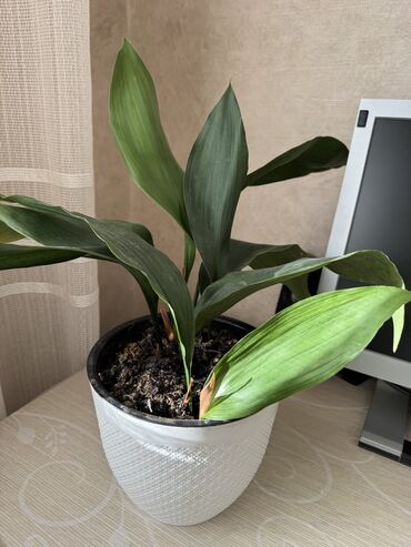 Otaq bitkiləri: Güllər satılır dibçəkdə, hamısını götürənə endirim. Birinə aiddir — 3