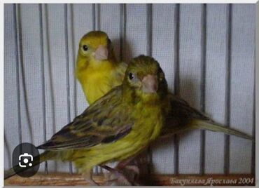 канарейка птица: Канарейки зелёный пара самец поющий возраст 1 год
