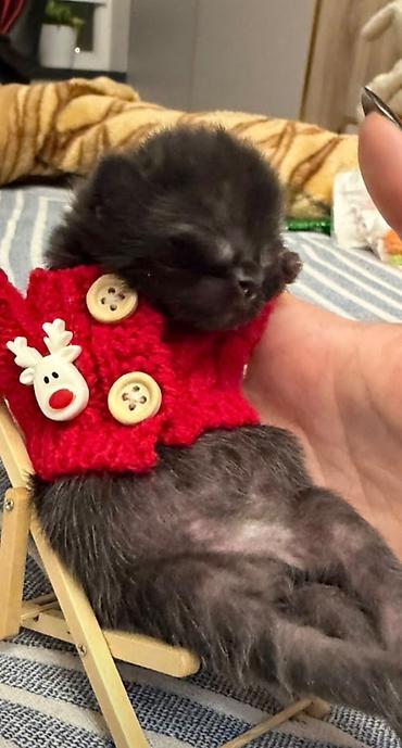 неделю: 🐾 Шотландские котята ищут любящих хозяев! 🐾 Малышам сейчас всего 2 — 8