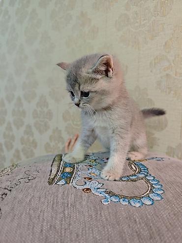 Pişiklər: Erkək, Dişi — 4