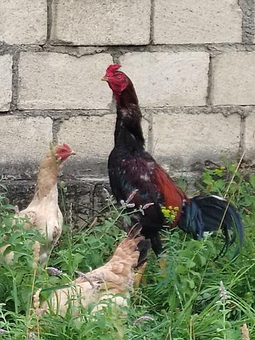 ev quşları haqqında melumat: Satılır: kənd toyuğu xoruzu - Cins tipi: uzunboyun, sərt bədən — 1