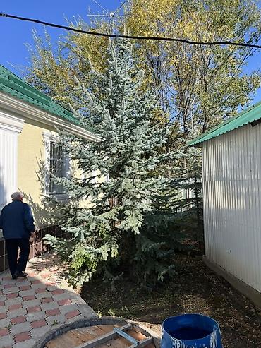 растение денежное дерево: Голубая ель (Picea pungens ‘Glauca’) для озеленения - Порода: ель — 8