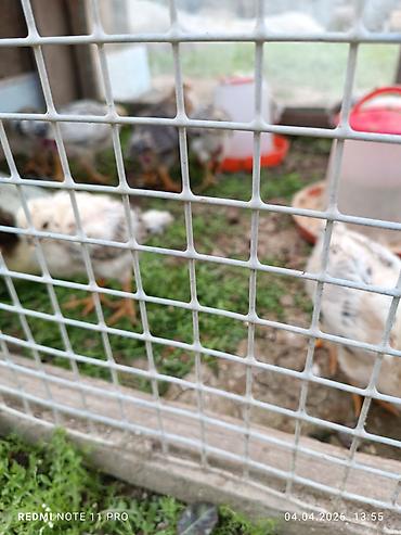 Cücələr: Toyuq cücələri, Ətlik, Ünvandan götürmə — 8