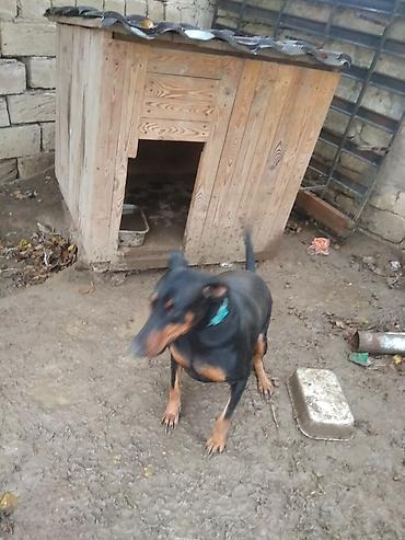 it axtarilir: Öz itimdir Doberman cinsidir sadece binaya kocduyumuz ucun satiram 2 — 2