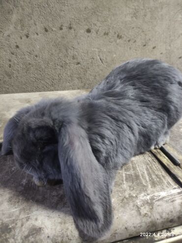 Кролики: Продаю | Кролик самец | Французский баран | Для разведения | Племенные — 2