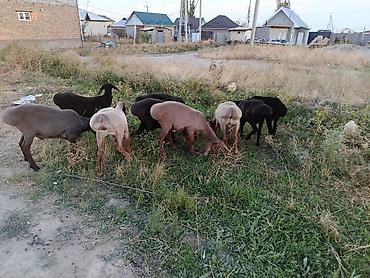 отдам собаку в хорошие руки бишкек: Продаю | Ягненок | На забой — 5