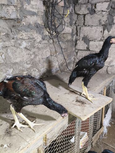 Cücələr: Toyuq cücələri, Damazlıq, Ünvandan götürmə — 8