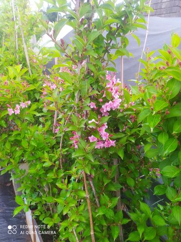 Şitillər: Qazon landşaft #qazon #torf #torf250litrlik Ekolayf #ekolayf balaken — 4