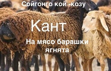 корм форели: Продаю | Овца (самка), Ягненок, Баран (самец) | Гиссарская, Полукровка, Арашан | На забой, Для разведения