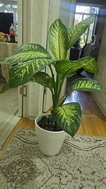 Антуриумы: Антуриум Андре (Anthurium andreanum) - Эффектный комнатный ароид с — 43