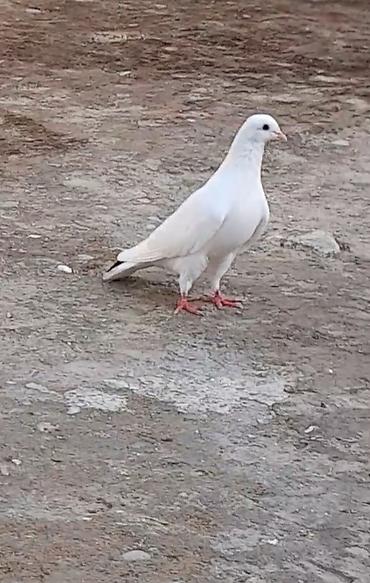 goyercin bazari: 2 tuk qara quyrug erkey 14 tuk — 2