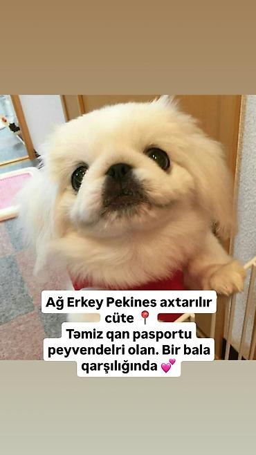 cütlük: Pekines, Erkək, Cütləşmə üçün — 1