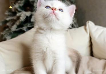 Pişiklər: Britan — 6