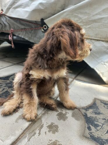 İtlər: 2 ay, Erkek, Ünvandan götürmə — 6