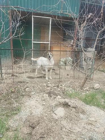 коён ош: Алабай, 5 жаштан жогору, Ургаачы, Ит тегин тастыктоочу документ — 2
