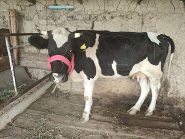 продаю корову: Продаю | Корова (самка) | Голштин | Для молока | Стельные at lalafo.kg продаю корову: Продаю | Корова (самка) | Голштин | Для молока | Стельные
