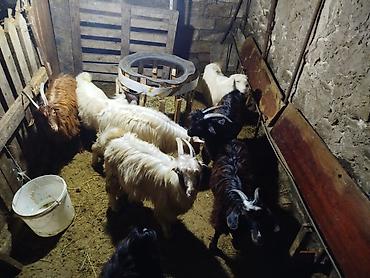 8 baş cepisdi 3aydi arpa yeyiler