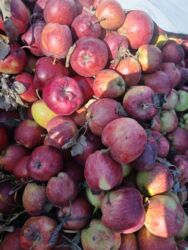 диван кресло бишкек: Алмалар