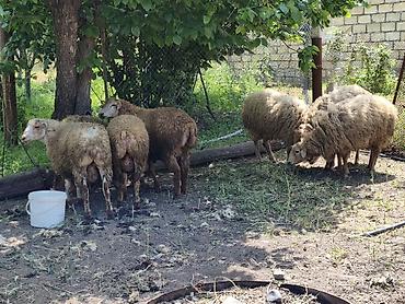 lalafo quzu: Erkək Qurbanlıq quzular satılır diri çəkisi 10manat 50qəpikdən qiyməti — 4