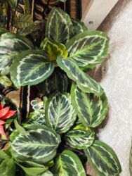 купить искусственный газон: Калатея медальон—650-1200 декоративно-лиственное комнатное растение - at lalafo.kg купить искусственный газон: Калатея медальон—650-1200 декоративно-лиственное комнатное растение -