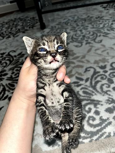 Продажа кошек: Продаю котят. котятам ровно месяц, ещё грудные at lalafo.kg — 12 Продажа кошек: Продаю котят. котятам ровно месяц, ещё грудные — 12