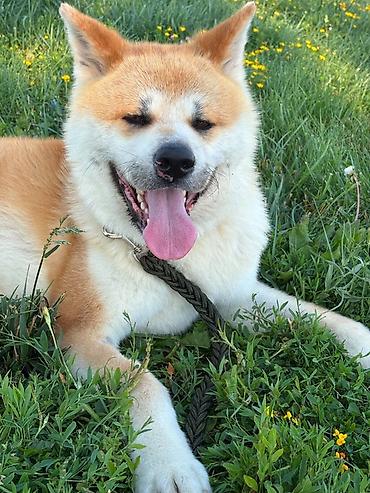 fantom dermani: Akita-inu, 3 il, Erkək, Cütləşmə üçün — 3