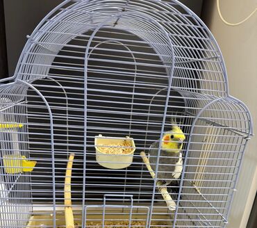 Yataqlar: Nymph (cockatiel) quşu və qəfəsi - Növ: Nymph (cockatiel) – sarı