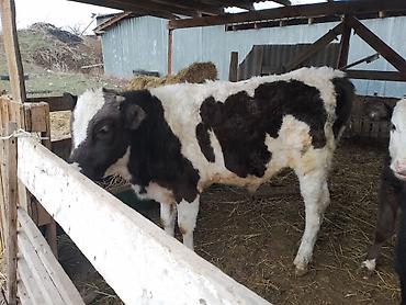 Коровы, быки: Продаю | Бык (самец) — 1