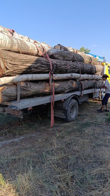 отун сатылат: Терек кара бак сатып алабыз озубуз кесип кетебиз