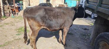 цены породистых собак: Сатам | Уй (ургаачы) | Көбөйтүү үчүн, Сүт алуу үчүн | Бооз