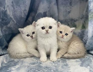 Кошки: Готовится к продаже шотландские котята, окрасы: светлый — 4