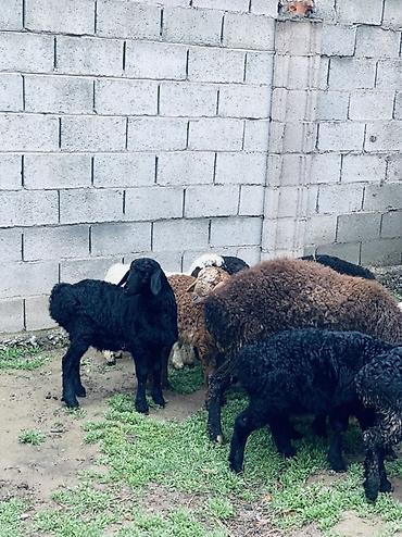 Баран, овца: Продаю | Овца (самка) | Для разведения | Матка — 4