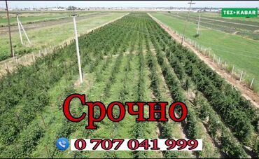 прадайте орашайми земля: 152 соток, Айыл чарба үчүн, Сатып алуу-сатуу келишими