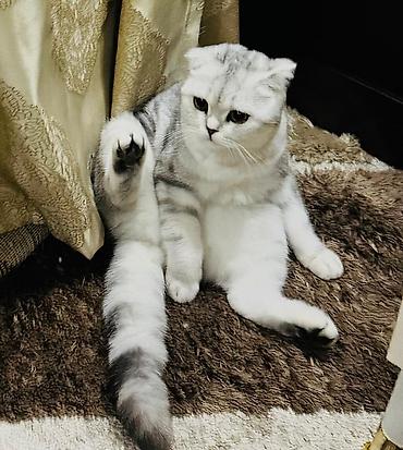 мал кат: Скотиш Фолд (Шотландиялык шалпаң кулак), 2 жаш, Ургаачы, Күмүш өңдүү шиншилла, Лотокко барууга үйрөтүлгөн — 2