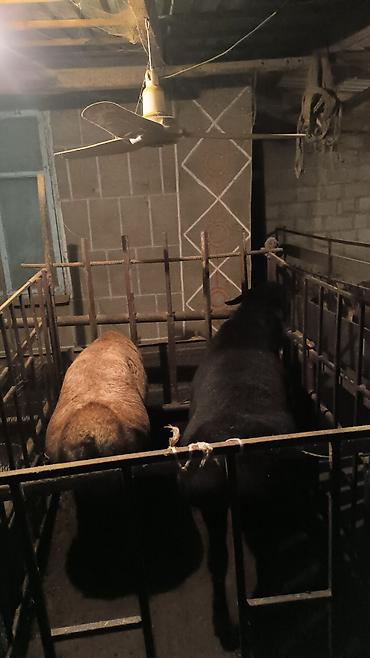 Баран, овца: Продаю | Баран (самец) | Для разведения | Племенные — 9