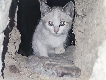 кошка беловодск: 🐾 Три маленькие жизни ищут свой дом… 🐾 У нас есть три котёнка — одна — 6