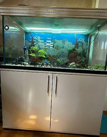 akvarium gəncə: Dördbucaq akvarium, Boş, 320 l, Ünvandan götürmə — 4