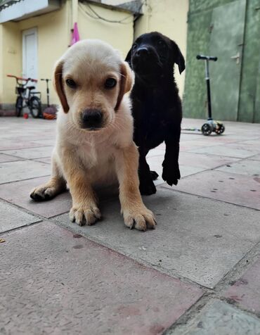 malamut satılır: Labrador-retriver, 2 ay, Erkek, Peyvəndli, Ünvandan götürmə