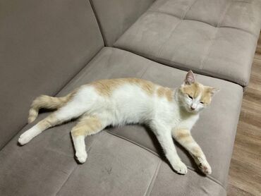 кошки породистые: Беспородная, 6 месяцев, Мальчик, Рыжий, Приучена к лотку, С прививками