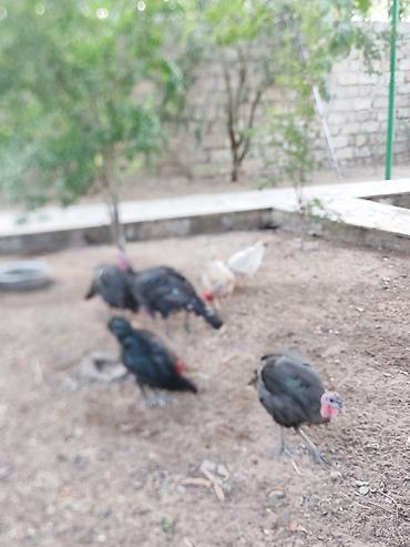 vendam kendi: Erkək, Amerika, Ətlik, Ünvandan götürmə — 1