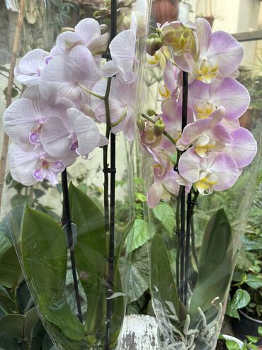 Otaq bitkiləri: Vatsapp mövcuddur!. Çatdırılma metrolara, Şamaxinkaya mövcuddur və -da lalafo.az — 4 Otaq bitkiləri: Vatsapp mövcuddur!. Çatdırılma metrolara, Şamaxinkaya mövcuddur və — 4