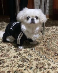 купить клетку для морской свинки: Pekines, 3 ay, Erkek, Peyvəndli, Ünvandan götürmə, Ödənişli çatdırılma, Rayonlara çatdırılma