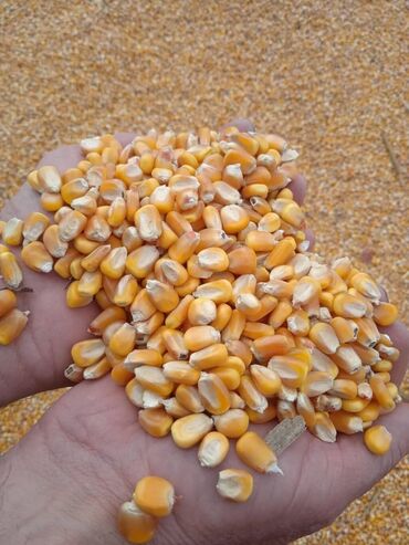 здоровая питания: Кукуруза около 100тонн