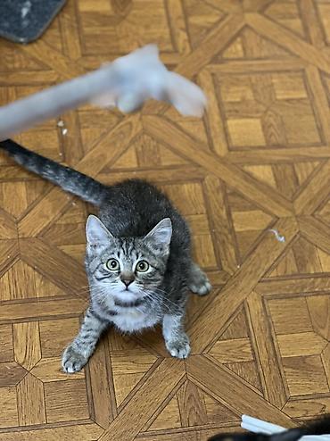 pitomnik temir: Котенок 3 месяца девочка привита приучена к лотку обработана от — 3