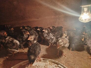 Cücələr: Xarkov cuceleri 25 günlük satiwda — 6