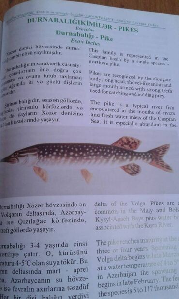 Ensiklopediyalar: Müxtəlif kitablar satılır. Biri 40 manat. "Nərəkimilər - dinozavrların -da lalafo.az — 18 Ensiklopediyalar: Müxtəlif kitablar satılır. Biri 40 manat. "Nərəkimilər - dinozavrların — 18