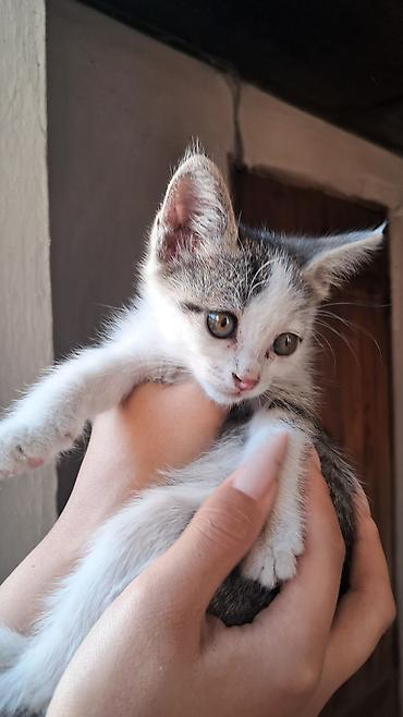 щенка шпиц: Кошка даром: Беспородная, 2 месяца, Мальчик, Приучена к лотку — 2