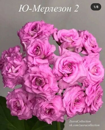 розы из 7 лепестков: Пеларгония Ю.Марзелон 2 длины.Цветы имеют невероятную форму – как у