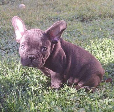 Psi: Prelepi štenci francuskog buldoga na prodaju. Očišćeni od parazita i na lalafo.rs — 12 Psi: Prelepi štenci francuskog buldoga na prodaju. Očišćeni od parazita i — 12